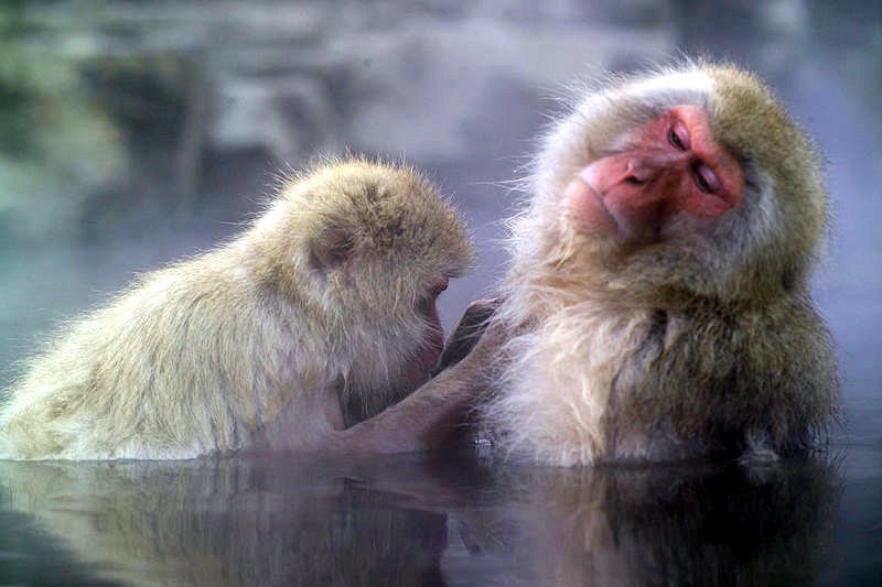 Japanese Macaque in the hot springs at Jigokudani Yaenkoen park