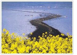 Jindo - Modo Landbridge