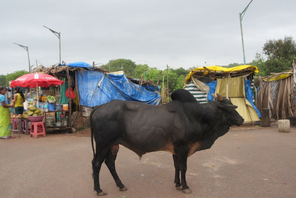 Just a cow wandering the market area in Goa