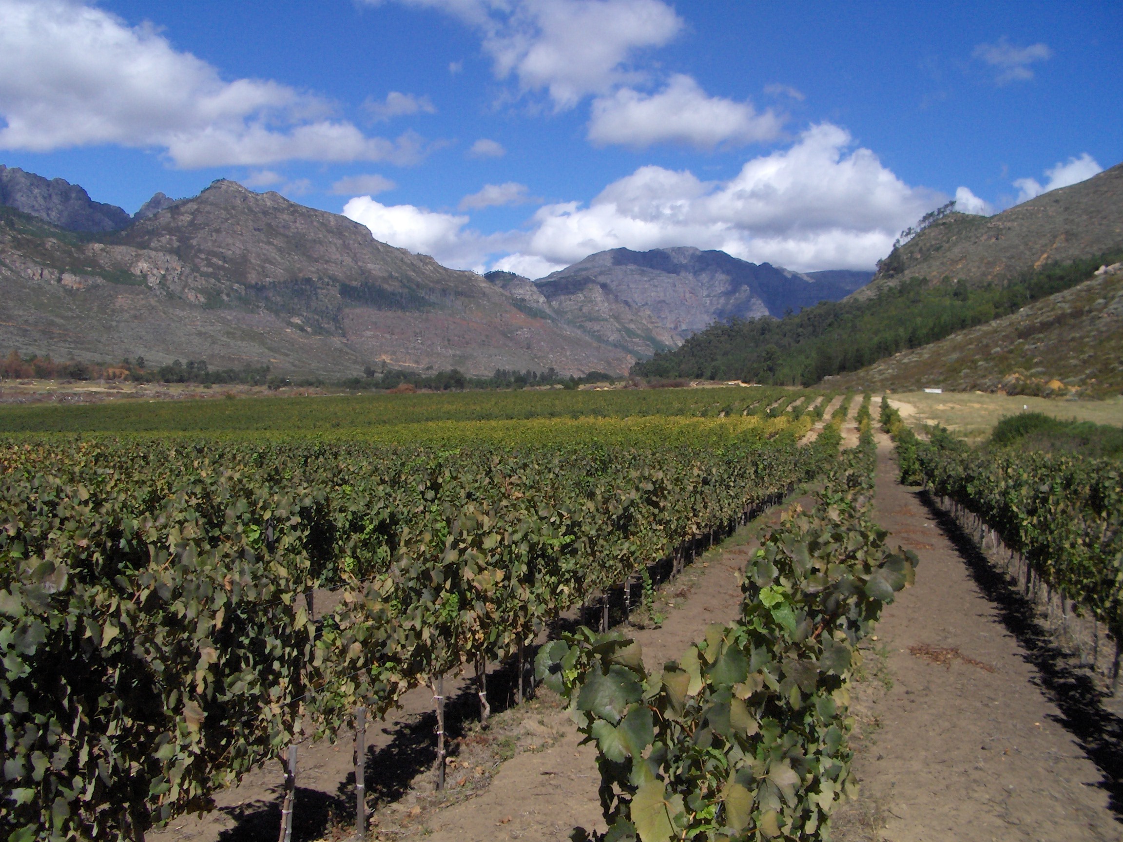 vineyards_in_franshhoek