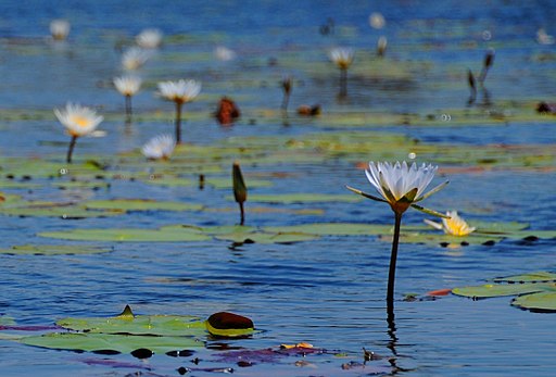 Water_lilies_in_the_Okavango_Delta_-_Botswana_-_panoramio