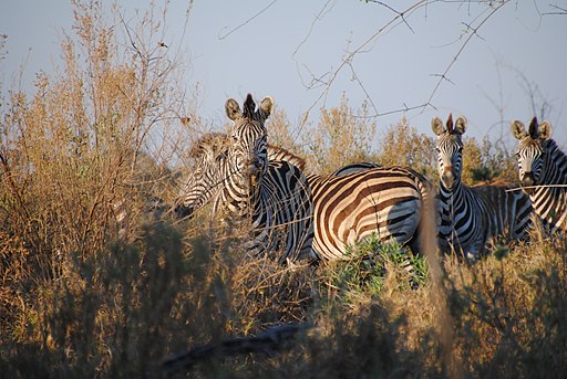 Zebras_in_the_Okavango_Delta_-_Botswana_-_panoramio