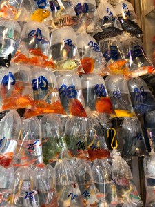 Fish for sale at the Goldfish Market