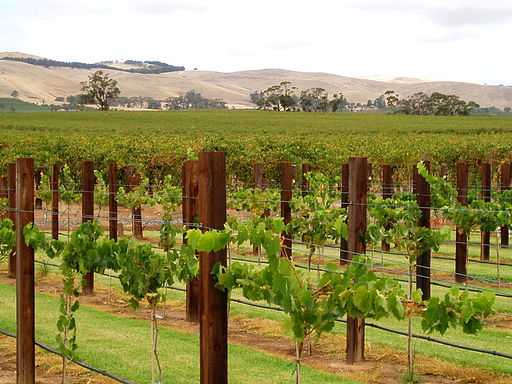 512px-Jacob's_Creek._Vines._Barossa_Valley_SA