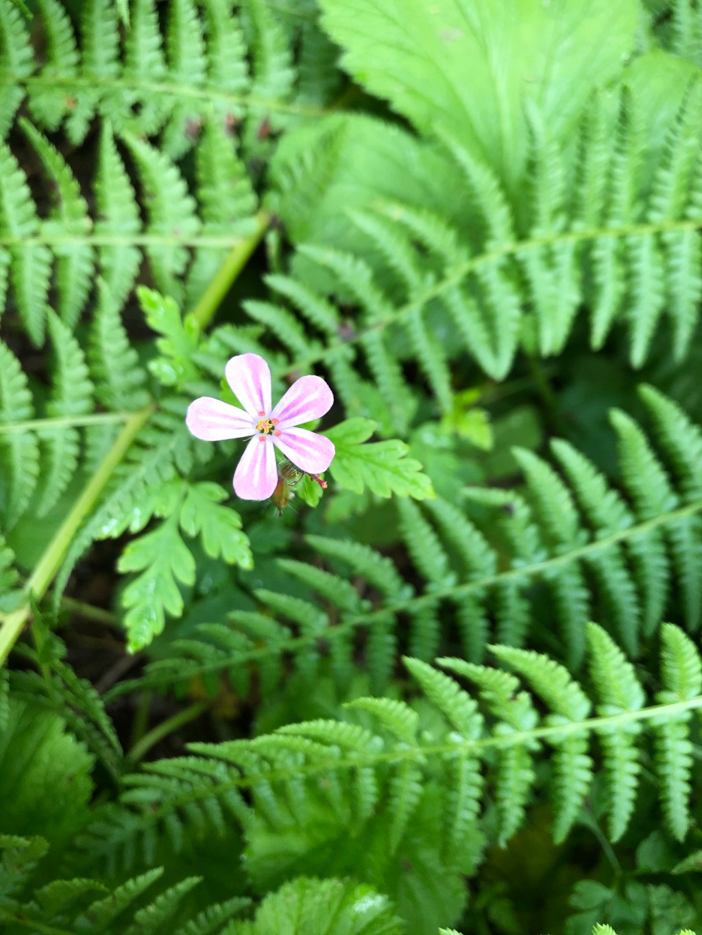 Walking in Vancouver’s Pacific Spirit&nbsp;Park