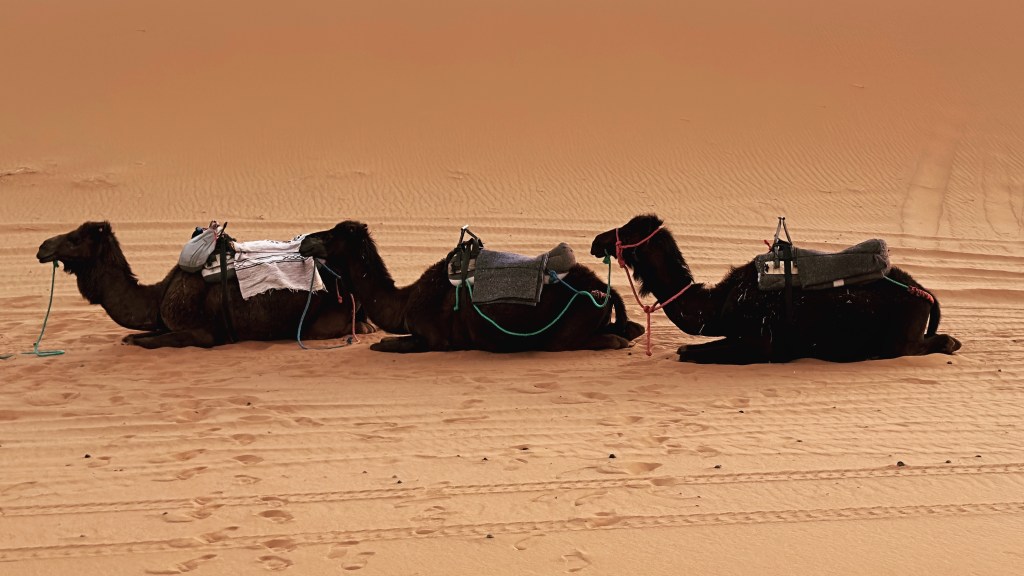 Wander Diaries – A Peek at&nbsp;Morocco