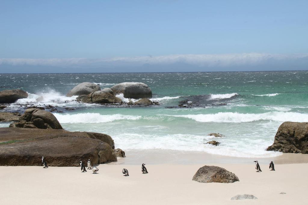 Sunday Special – Penguins in South&nbsp;Africa